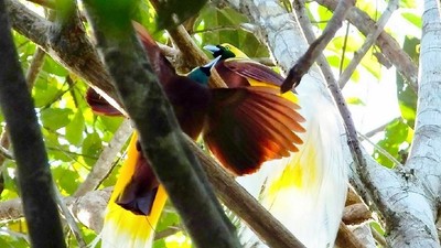 Foto Langka Tarian Cendrawasih di Hutan Tambrauw