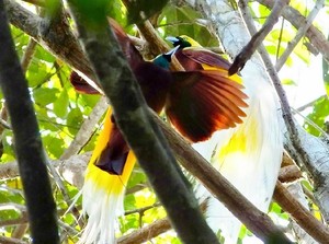 Foto Langka Tarian Cendrawasih di Hutan Tambrauw