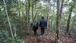 Foto Langka Tarian Cendrawasih di Hutan Tambrauw