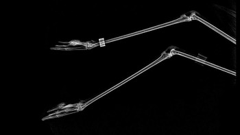 Kaki burung Flamingo. Foto: iflscience