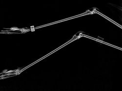 Deretan Foto X-Ray Para Hewan