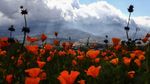 Potret Langka Bunga Warna-Warni Mekar di Gurun California