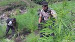 Momen Polisi Bakar 10 Hektare Ladang Ganja di Aceh