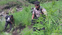 Untuk menuju ke ladang ganja, butuh waktu sekitar satu jam dengan menggunakan kendaraan roda dua maupun empat. Setelah tiba di titik terakhir, perjalanan ditempuh dengan berjalan kaki selama 40 menit.
