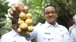 Begini Gaya Anies Panen Duku di Condet
