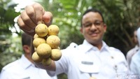 Petugas CBC menjelaskan, duku Condet memiliki gagang seperti anggur sehingga buahnya tidak terpisah seperti dukuh Palembang. Anies pun memuji rasa buah duku Condet.