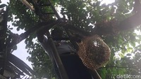 Anies juga mencicipi rasa buah duku yang ia petik. Menurutnya, buah duku di Condet terasa manis. (Foto: Arief Ikhsanudin/detikcom)