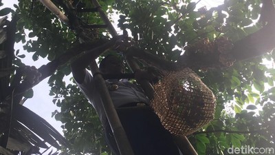 Foto: Naik Tangga, Anies Panen Duku di Condet