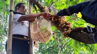 Begini gaya Anies saat naik pohon menggunakan tangga dan memetik buah duku.