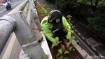 Tanaman Hijau Percantik Flyover Duren Sawit