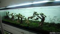 Tidak hanya ikan hias, pasar ini juga menjula beragam keperluan hobi ikan hias, seperti aquarium dengan segala hiasannya.