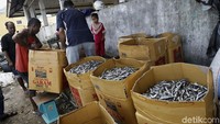 Puluhan dus dirapatkan di dermaga TPI lama untuk selajutnya disimpan di gudang pengepul.