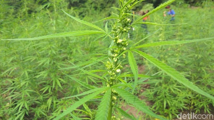 Ladang ganja seluas 10 hektare di perbukitan Desa Cot Sebate, Kecamatan Montasik, Kabupaten Aceh Besar dimusnahkan. Ganja dimusnahkan dengan cara dibakar.