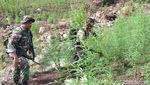 Momen Polisi Bakar 10 Hektare Ladang Ganja di Aceh
