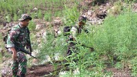 Polisi kembali menemukan tiga titik lagi dalam perjalanan pulang. Dari total enam titik tersebut, ditemukan 60 ribu batang ganja dengan usia tanaman sekitar tiga bulan.