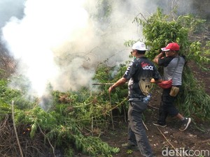 10 Hektare Ladang Ganja di Aceh Besar Dimusnahkan
