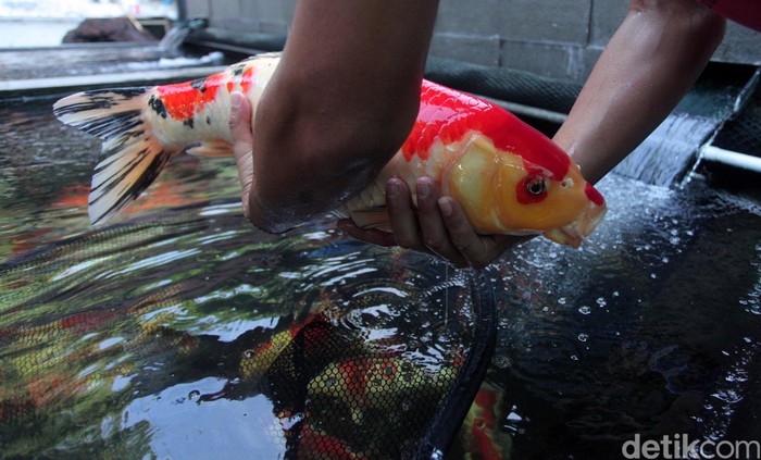 Melihat Pasar Ikan Hias Menteng