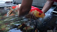 Bahhkan ikan koi dijual dengan harga cukup pantastis dengan harga Rp 2,5 juta sampai 10 juta rupiah.