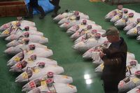Fakta Menarik Soal Pasar Ikan Toyosu atau Pasar Tsukiji Baru