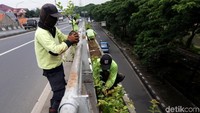 Petugas nampak tidak menggunakan alat keamanan saat menanam tanaman hijau di sisi flyover Duren Sawit, Jakarta.
