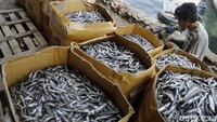 Seorang pengepul ikan asin mencatat pemasukan ikan asin yang sudah di timbang.