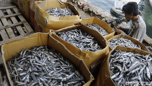 Susi Disindir Soal Impor Ikan Asin, Ini Fakta dari BPS