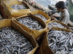 Aktivitas Bongkar Muat Ikan Kering di Pelabuhan Labuan Bajo