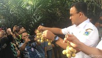 Anies menunjukkan buah duku yang ia petik. Ia berharap, duku dan salak Condet dilestarikan. (Foto: Arief Ikhsanudin/detikcom)