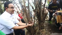 Dia menyusuri pohon salak dan duku. Saat ini salak Condet belum berbuah. Hanya duku yang siap untuk dipanen.