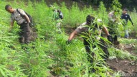 Ladang ganja seluas 10 hektare itu terletak di enam titik. Begitu tiba, personel polisi dan TNI serta Forkopimda mencabut seluruh batang ganja. Setelah itu, tanaman haram tersebut dibakar.