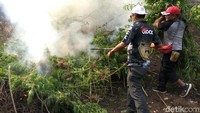 Petugas membakar pohon-pohon ganja, Kamis (14/3).