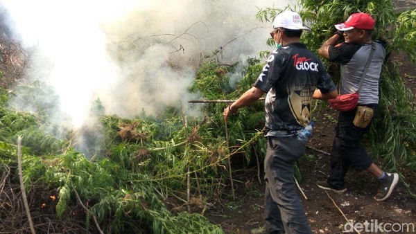 Momen Polisi Bakar 10 Hektare Ladang Ganja di Aceh