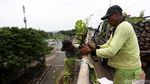 Tanaman Hijau Percantik Flyover Duren Sawit