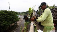 Tanaman-tanaman itu ditumpuk di mobil milik Dinas Kehutanan DKI Jakarta, untuk kemudian ditanam di sisi flyover Duren Sawit.