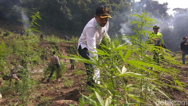  10 Hektare Ladang Ganja di Aceh Besar Dimusnahkan