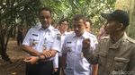 Foto: Naik Tangga, Anies Panen Duku di Condet