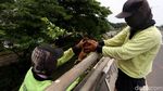 Tanaman Hijau Percantik Flyover Duren Sawit