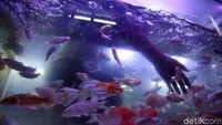Dari ikan hias air tawar, ikan laut, aquascape, makanan dan obat untuk ikan ada di pasar ikan ini.