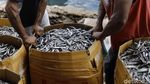 Aktivitas Bongkar Muat Ikan Kering di Pelabuhan Labuan Bajo