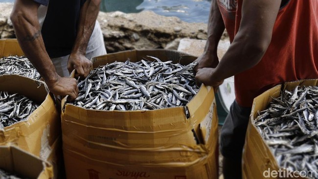 Susi Disindir Soal Impor Ikan Asin, Ini Fakta dari BPS