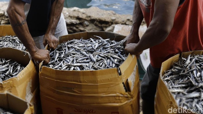 Ikan asin atau ikan kering menjadi primadona di Tempat Penjualan Ikan, Labuan Bajo. Hal ini terlihat dari semaraknya bongkar muat ikan asin di tempat tersebut.