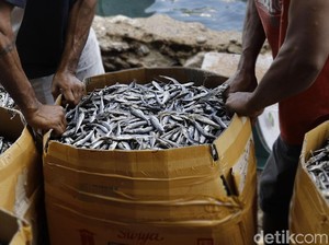 KKP Bagi-bagi Ikan Asal Malaysia di Batam, Jumlahnya 4 Ton!