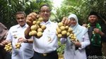 Begini Gaya Anies Panen Duku di Condet