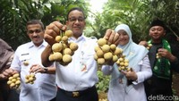 Pantauan di lokasi, Kamis (14/3/2019), Anies datang dan berkeliling di Cagar Buah Condet (CBC). 