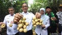 Di depan kamera ia memamerkan buah duku hasil panen.