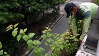 Penanaman tanaman hijau itu selain untuk mempercantik kawasan flyover Duren Sawit, juga untuk membuat kawasan tersebut nampak lebih asri.