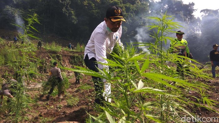 Konsumsi gaja secara reguler dapat membuat efektivitas obat berkurang. (Foto ilustrasi: Agus Setyadi) Konsumsi gaja secara reguler dapat membuat efektivitas obat berkurang. (Foto ilustrasi: Agus Setyadi)