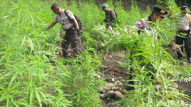  10 Hektare Ladang Ganja di Aceh Besar Dimusnahkan