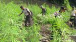 Momen Polisi Bakar 10 Hektare Ladang Ganja di Aceh