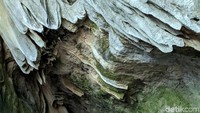Gua ini menjadi destinasi yang wajib dikunjungi saat traveling ke Labuan Bajo. Dinamakan Gua Cermin karena cahaya matahari (Dikhy Sasra/detikcom)
